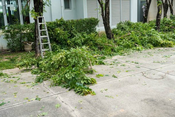 The Steps Involved in Our Tree Care Process in Monument Hills, CA